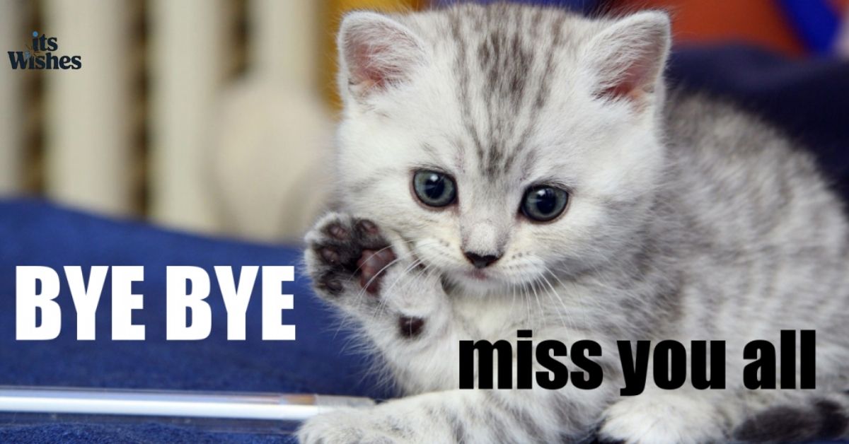 Goodbye Messages to My Cat Who Passed Away